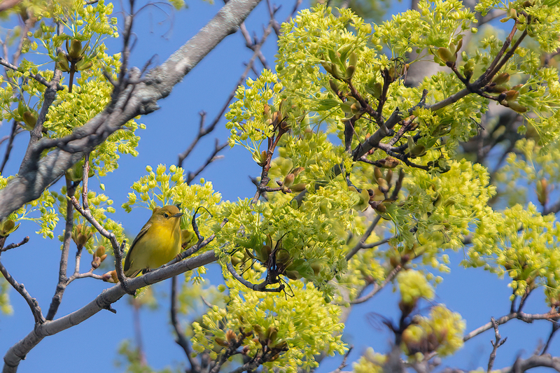 yellow-warbler_3330-64.jpg