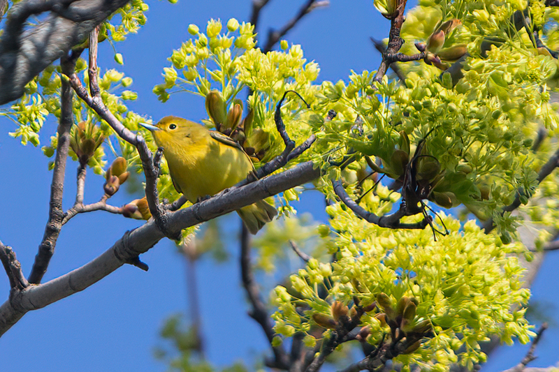 yellow-warbler_3331-64.jpg