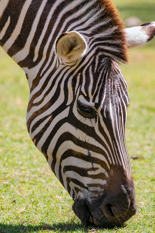 zebra_3629-46.jpg