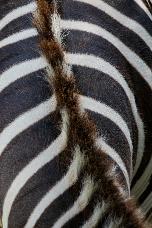 zebra_3636-46.jpg