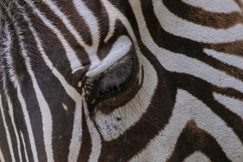zebra_3644-64(1).jpg
