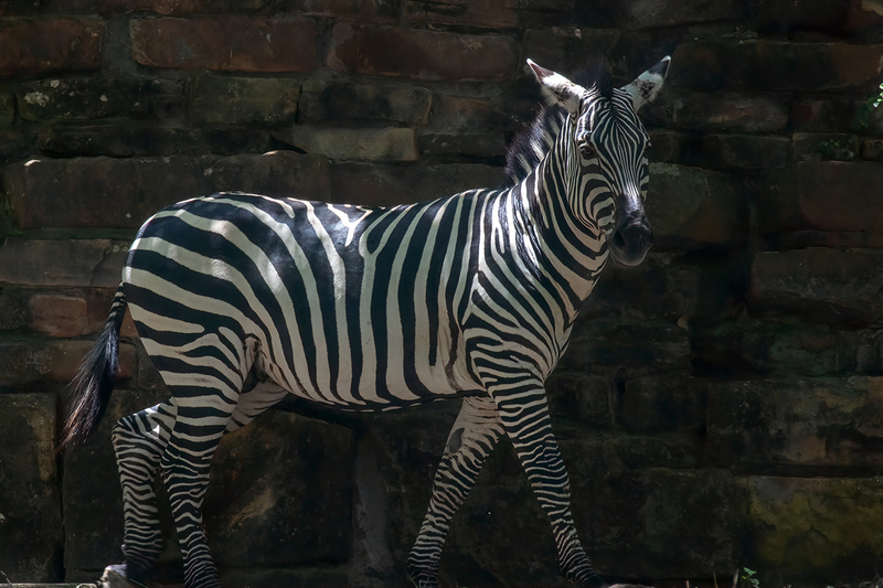 zebras_3562-64.jpg