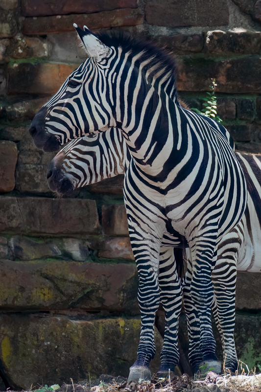 zebras_3564-46.jpg