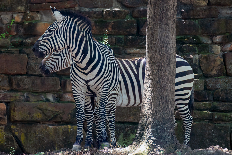 zebras_3564-64.jpg