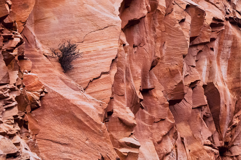 zion-rocks_30015-64(1).jpg