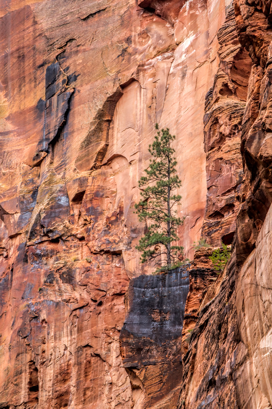 zion_1186-46(1).jpg