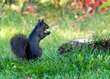 black squirrel_0561.jpg