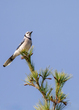 blue jay_0476.jpg