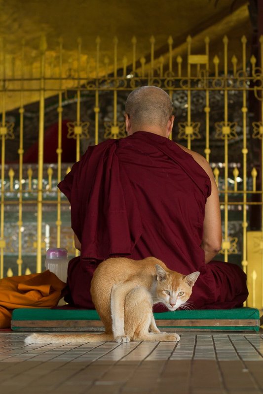20121126Market-9315.jpg :: A monk in prayer with a cat at his back