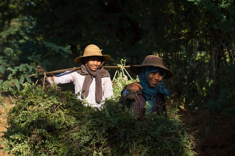 20121127Bagan-9612.jpg :: Female workers carrying their vegetables