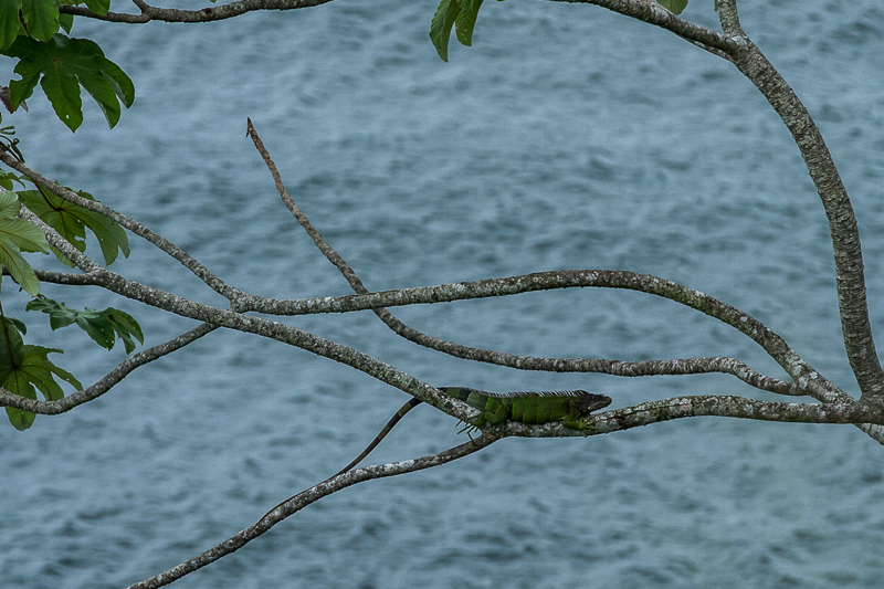 2013080913Colon-2700.jpg :: A native iguana at San Lorenzo, Panama