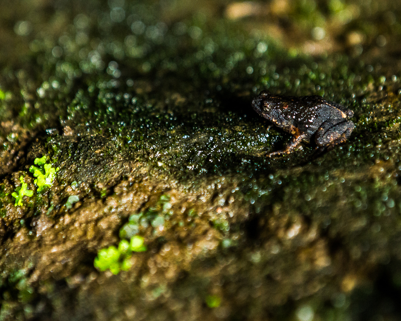 2013080913Colon-2724.jpg :: Eleutherodactylus megacephalus in the dark of Fort San Lorenzo