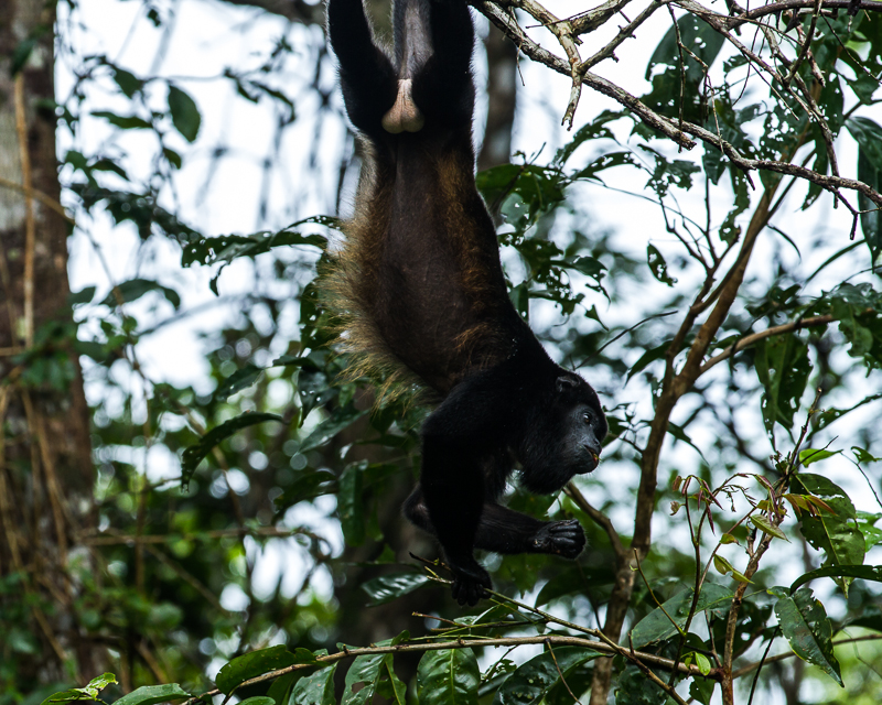 2013080913Colon-2778.jpg :: Howler monkey outside of San Lorenzo