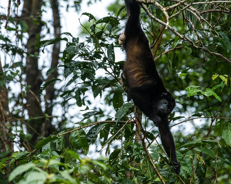 2013080913Colon-2790.jpg :: Howler monkey
