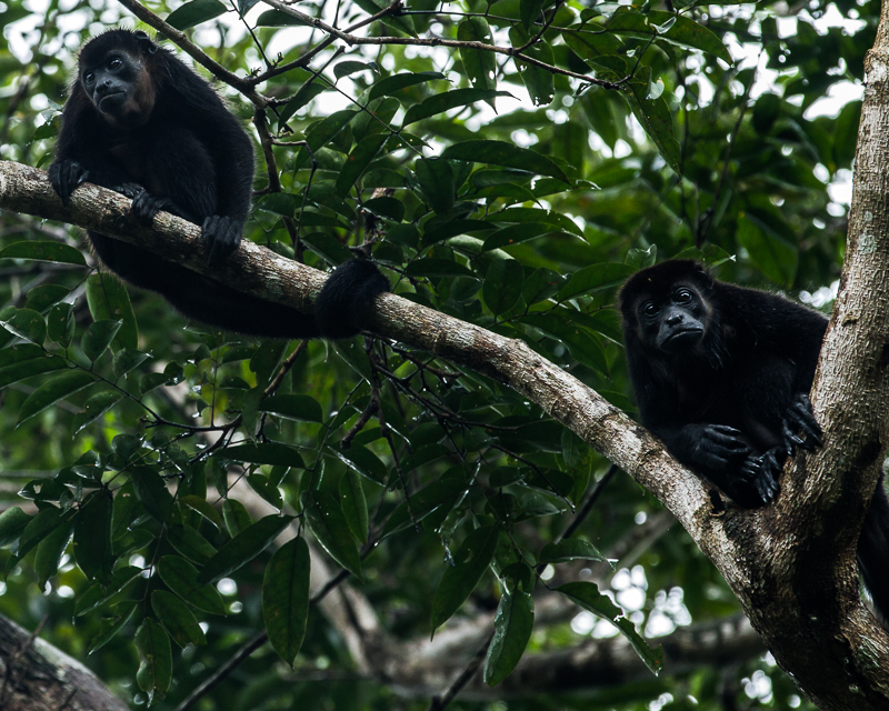 2013080913Colon-2800.jpg :: A pair of howler monkeys