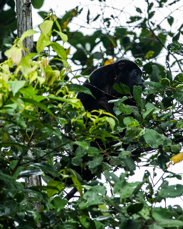 2013080913Colon-2814.jpg :: Howler monkey 
