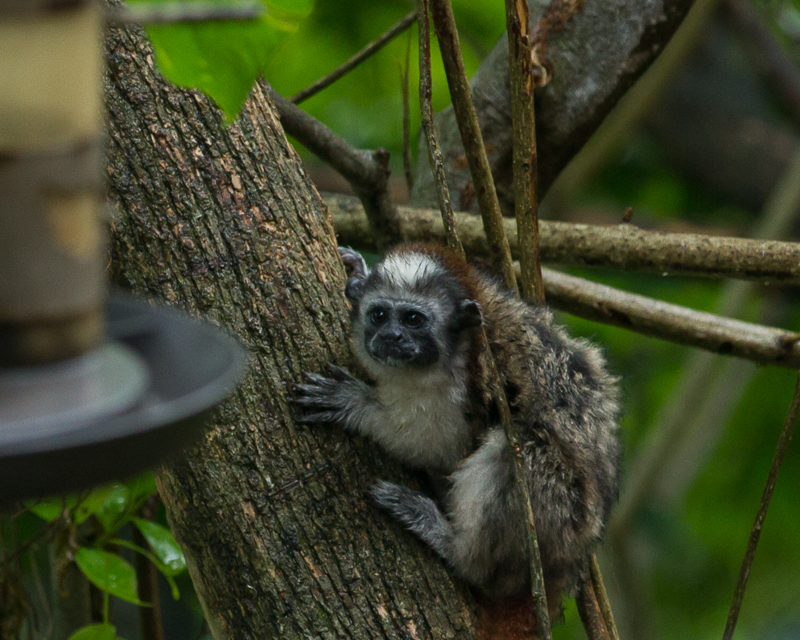 20130810WildlifeLaEstancia-3203.jpg :: Geoffroy's Tamarin outside of B&B La Estancia, Panama