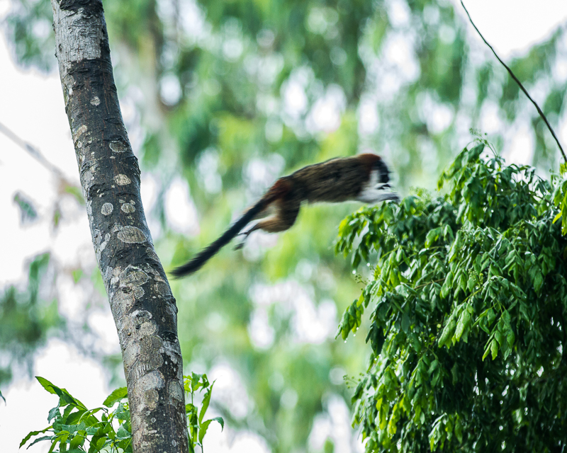 20130810WildlifeLaEstancia-3320.jpg :: Leaping Geoffroy's Tamarin