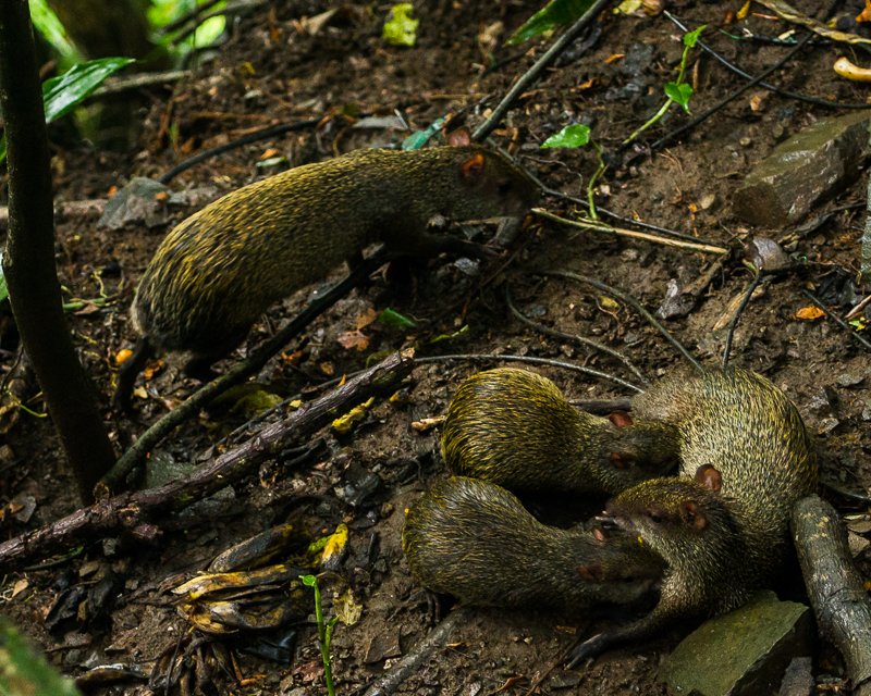 20130810WildlifeLaEstancia-3323.jpg :: An agouti mother nursing her offspring