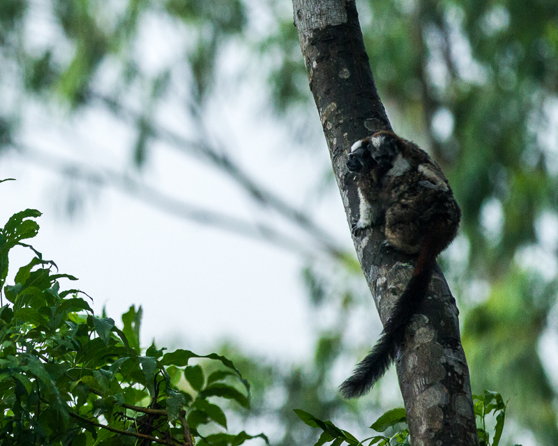 20130810WildlifeLaEstancia-3348.jpg :: Geoffroy's tamarin mother and child