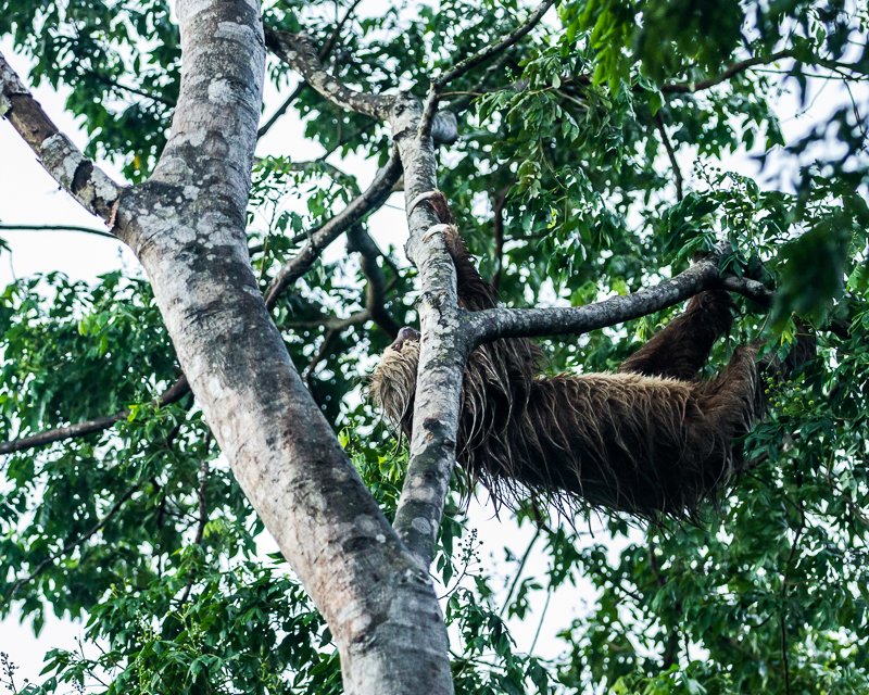 20130810WildlifeLaEstancia-3385.jpg :: Linnaeus's two-toed sloth