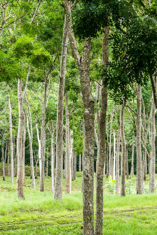 20130811ElValle-3399.jpg :: African Mahogany trees used to make furniture