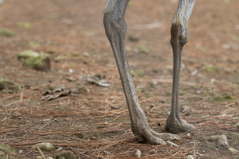 20130811ElValle-3474.jpg :: Ostrich legs at El Nispero Zoo