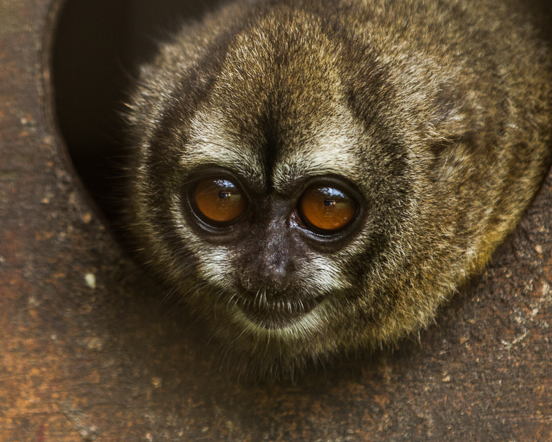 20130811ElValle-3480.jpg :: Night Monkey also known as Lemurine Owl Monkey