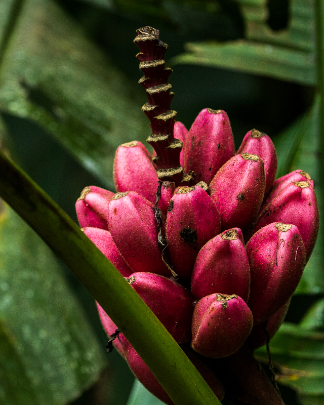 20130811ElValle-3507.jpg :: Bananas that grow upside down