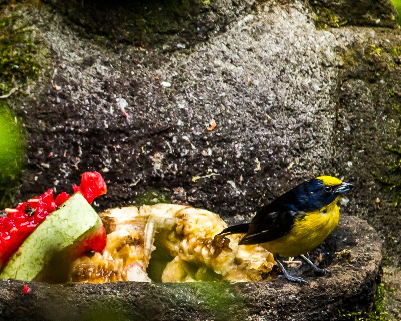 20130812Boquette-3566.jpg :: Yellow -crowned Euphonia