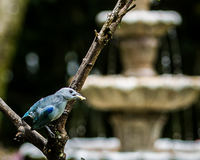 20130812Boquette-3610.jpg :: Blue-gray Tanager