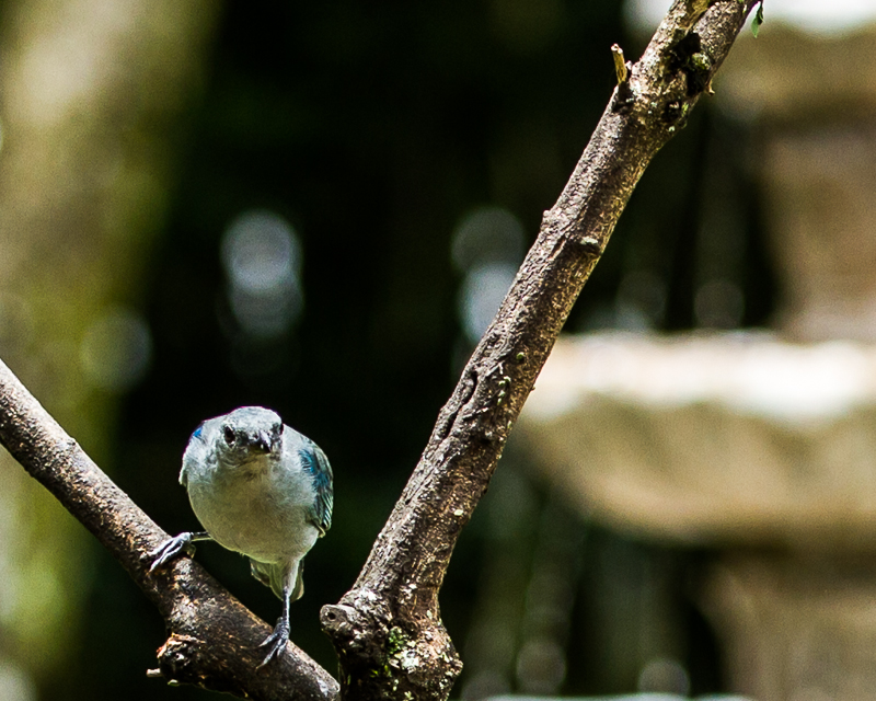 20130812Boquette-3614.jpg :: Blue-gray Tananger