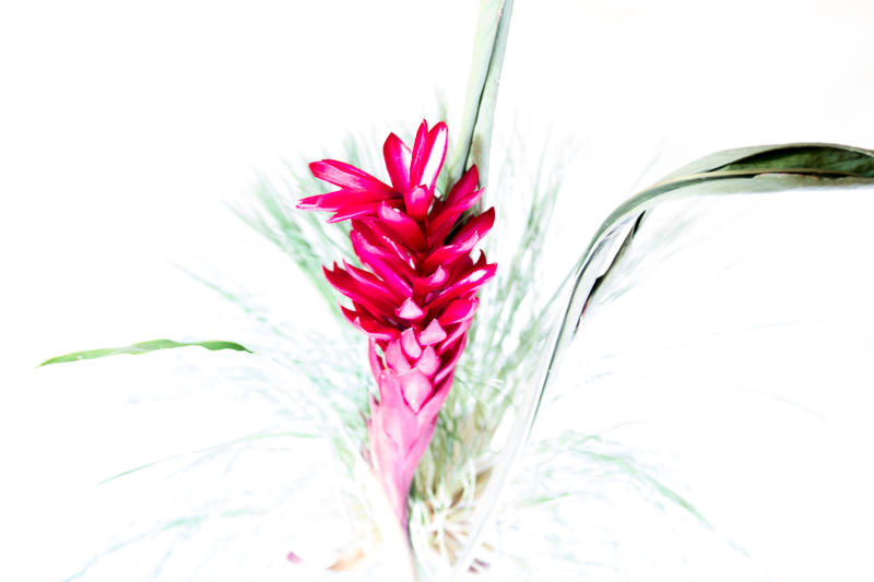 20130812Boquette-3630.jpg :: Ginger 