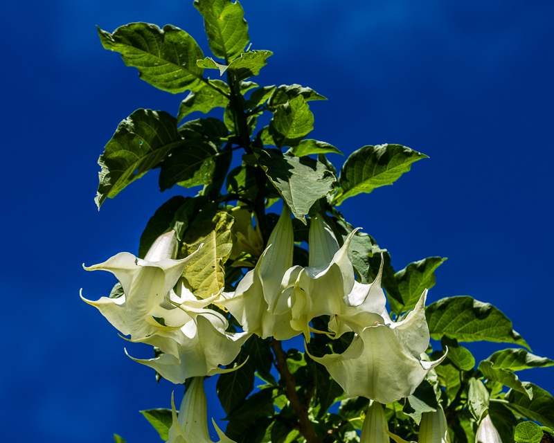 20130813FincaLerida-3664.jpg :: Angel Trumpet Plant