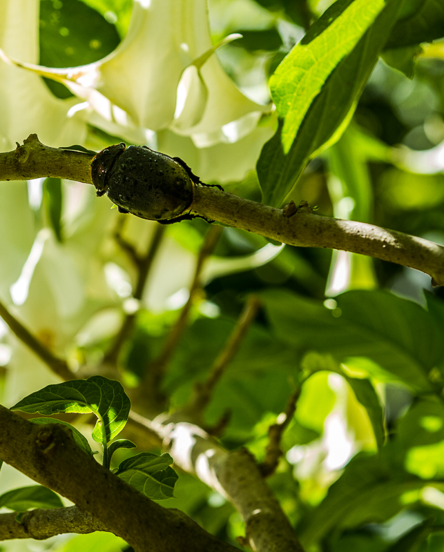 20130813FincaLerida-3668.jpg :: New World Scarab beetle