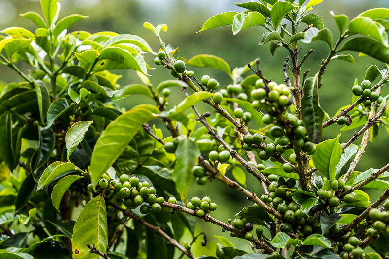 20130813FincaLerida-3703.jpg :: Unripe coffee beans at Finca Lerida