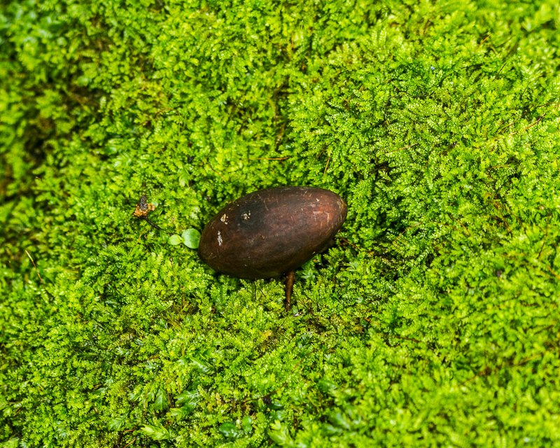 20130813FincaLerida-3712.jpg :: A nut and fern
