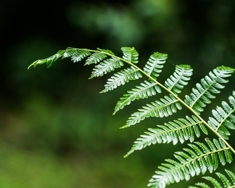 20130813FincaLerida-3722.jpg :: Fern leaf