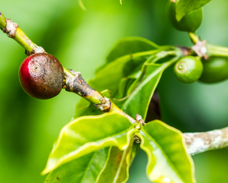 20130813FincaLerida-3745.jpg :: A ripening coffee bean
