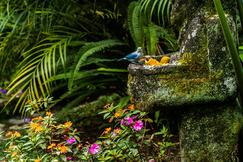 20130814BoqueteGardenInn-3848.jpg :: Blue-gray Tanager