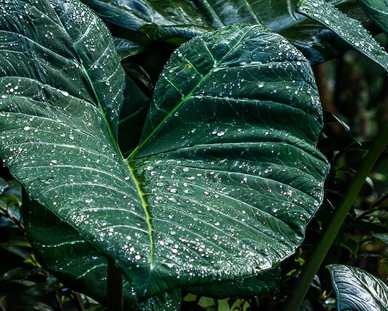 20130814BoquetteGardenInn-3796.jpg :: Elephant ear leaf