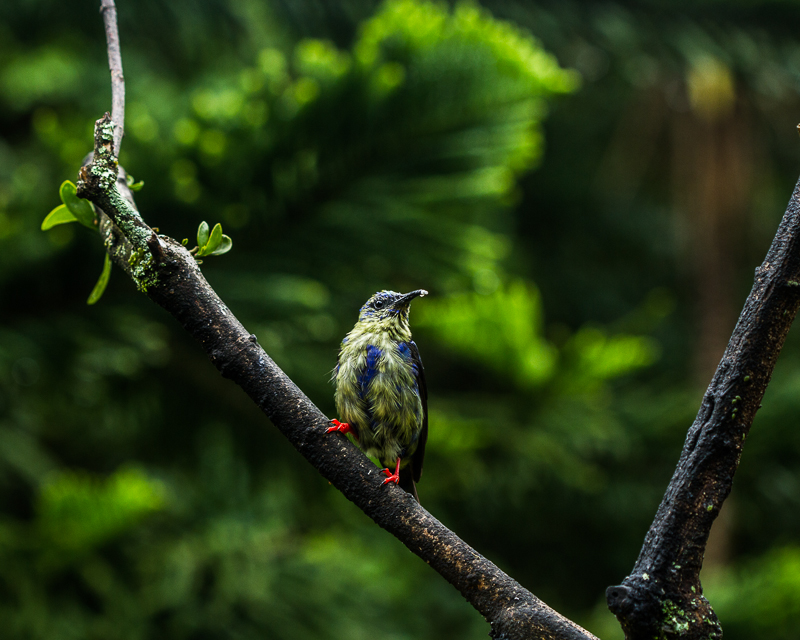 20130814BoquetteGardenInn-3808.jpg :: A molting Red-Footed Honeycreeper