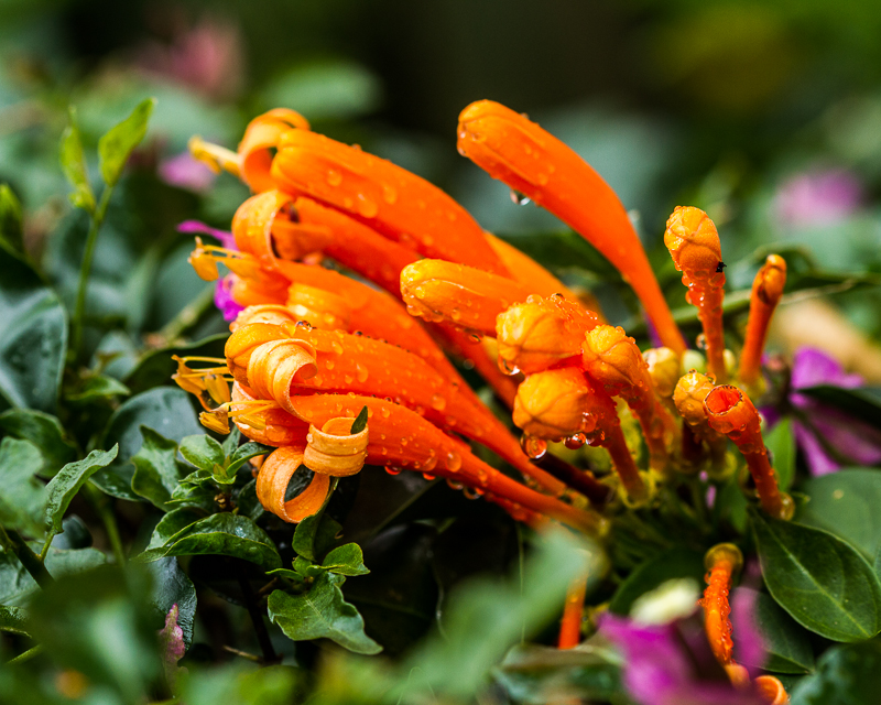 20130814BoquetteGardenInn-3831.jpg :: A beautiful orange flower at the Boquete Garden Inn