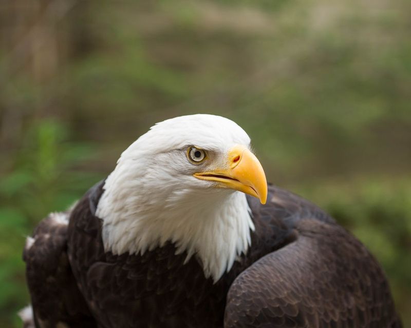 A rehabilitating Eagle.jpg :: This eagle is being rehabilitated after being hit by a car
