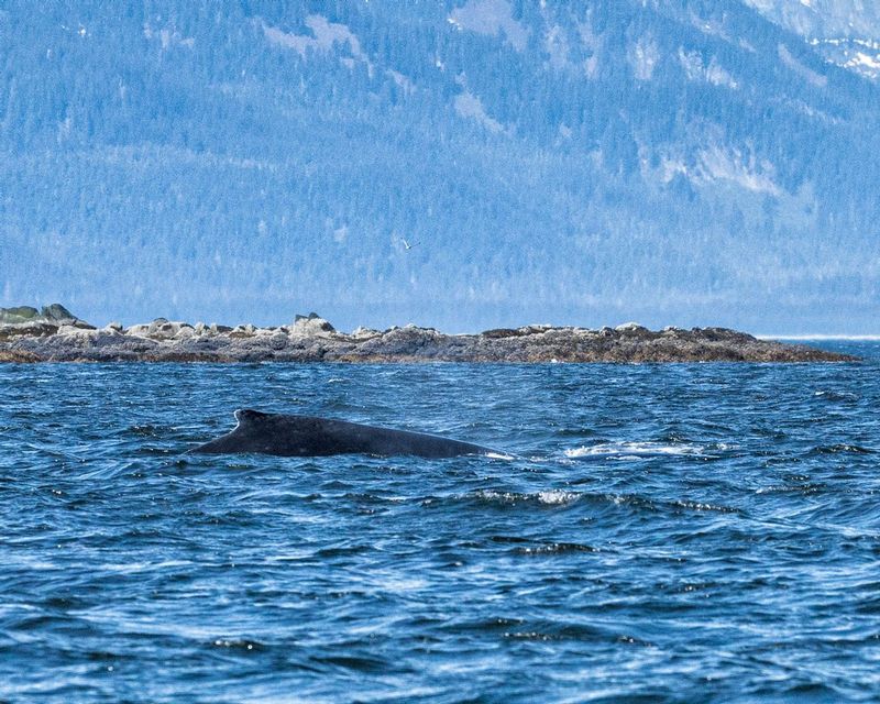 Back of whale.jpg :: Scouting for any part of a whale takes a keen eye