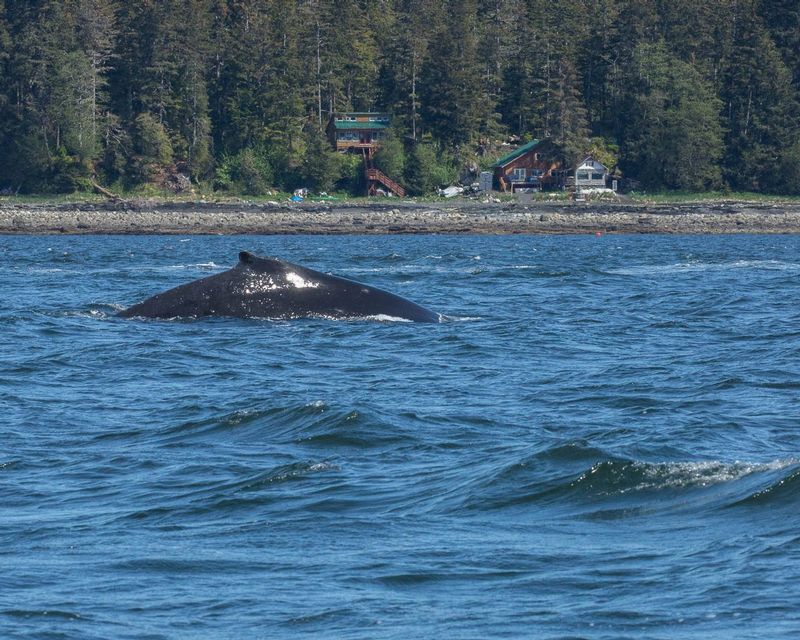Close Encounters.jpg :: This whale positioned itself closer to shore