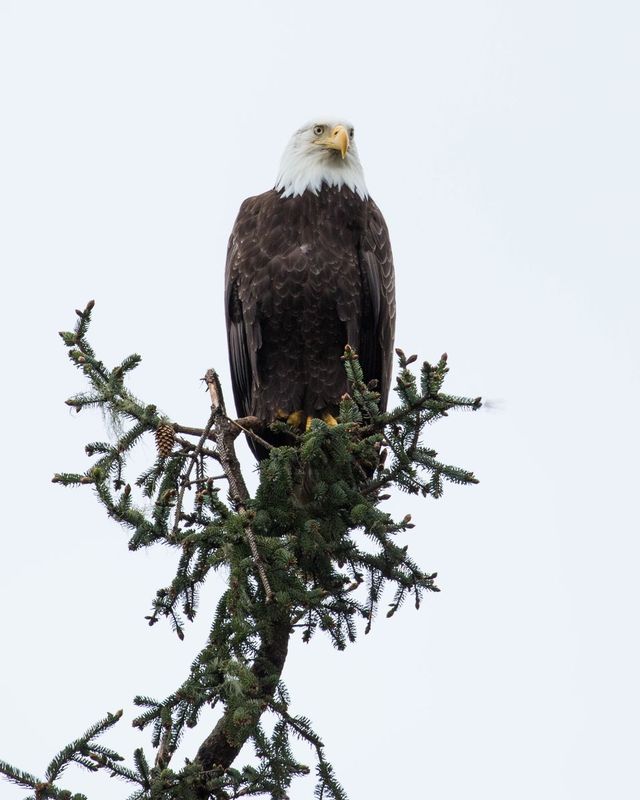 Eagle.jpg :: Eagle watching from above a rainforest