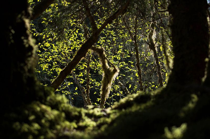 Eerie Greens.jpg :: Lots of green colors found in the nearby forest