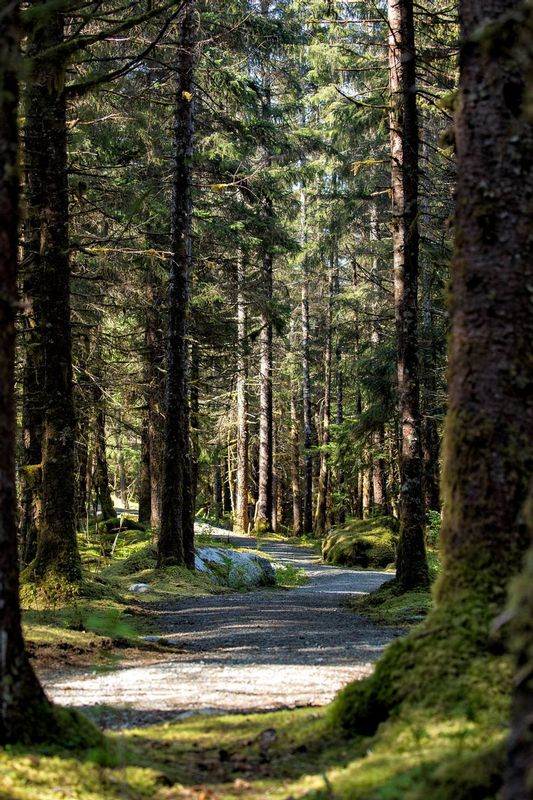 Forest Hike.jpg :: Enjoy the coolness in the forest
