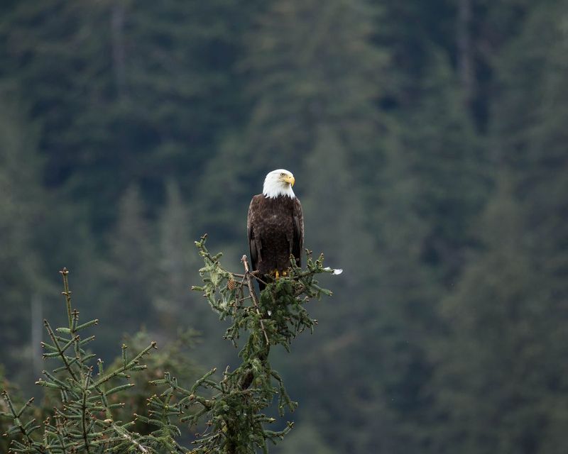 Majestic flyer.jpg :: Another viewpoint of a bald eagle